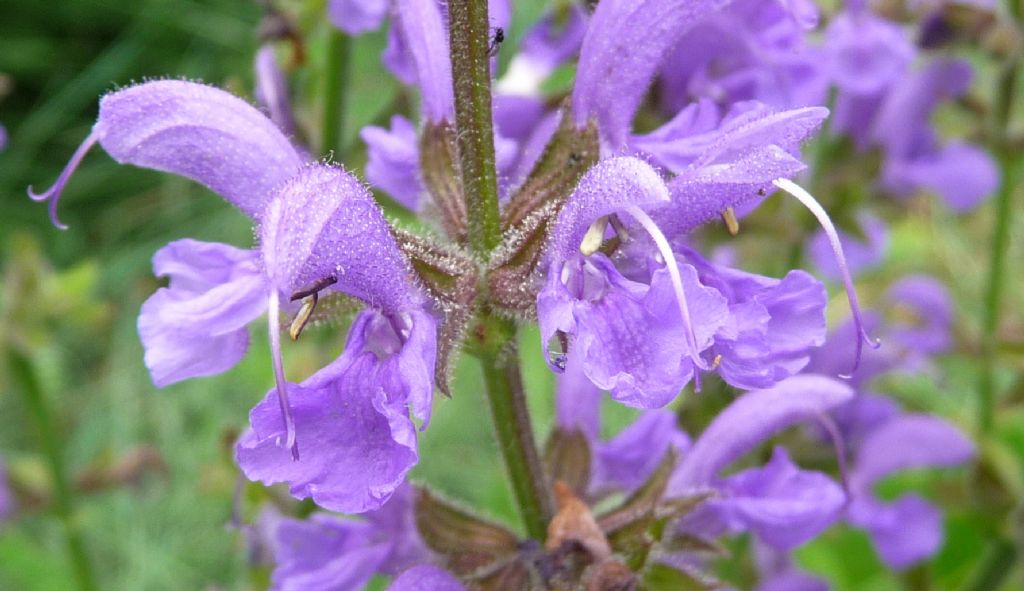 Salvia pratensis