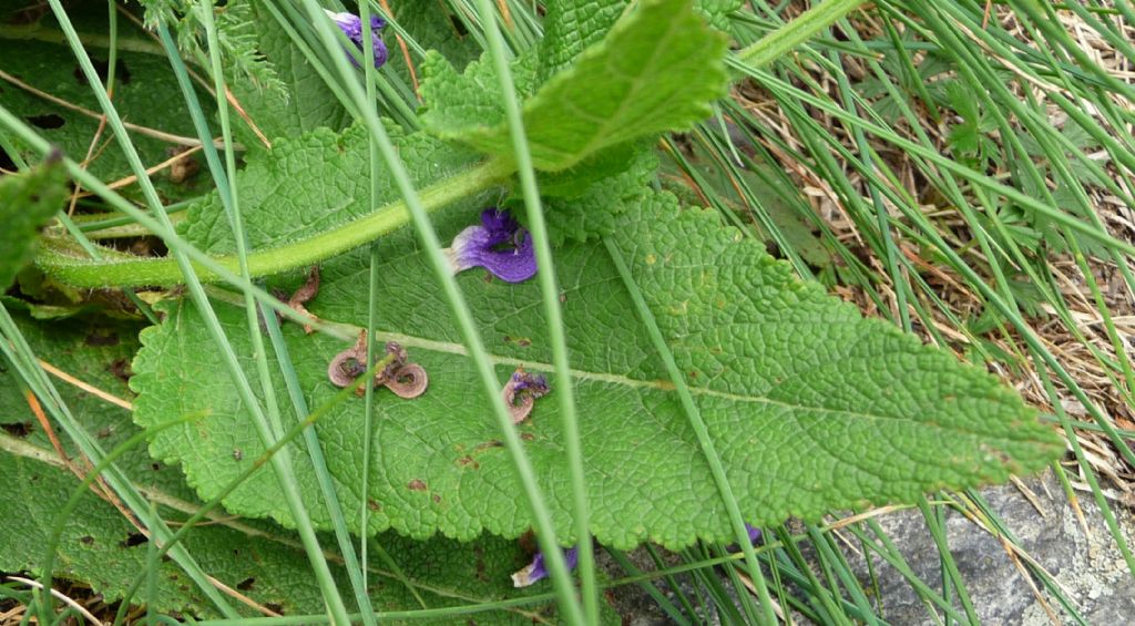 Salvia pratensis