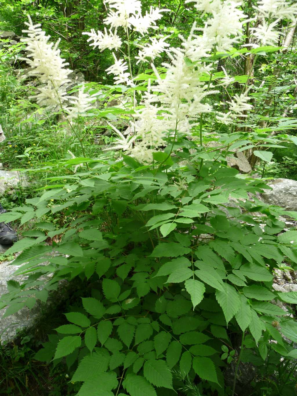 Aruncus dioicus / Barba di capra