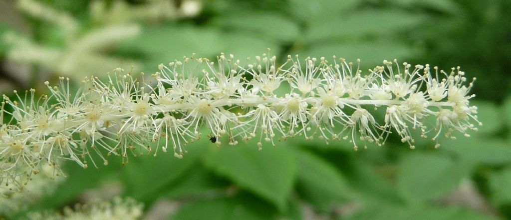 Aruncus dioicus / Barba di capra