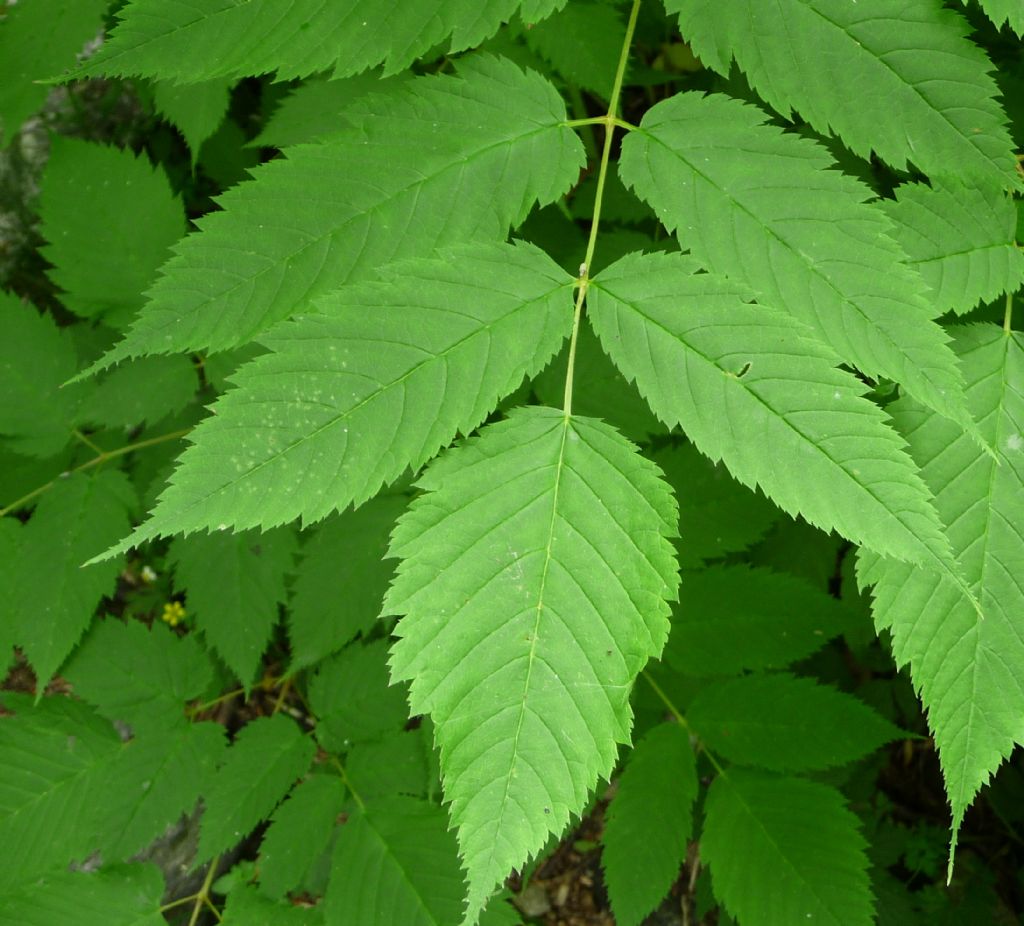 Aruncus dioicus / Barba di capra