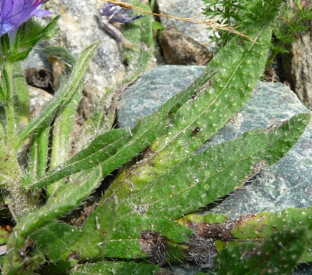 Echium vulgare