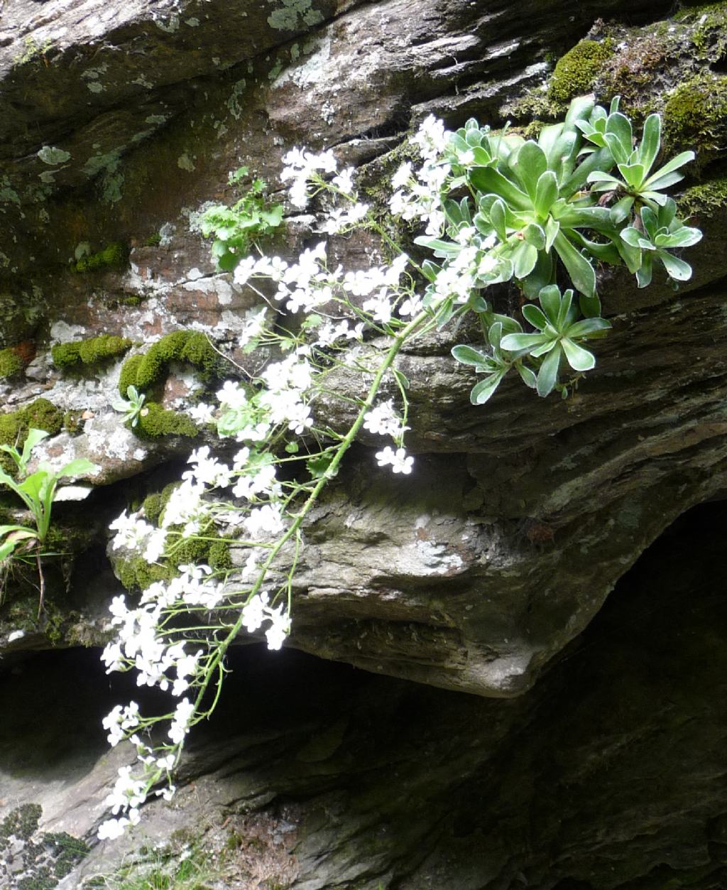 Saxifraga cotyledon / Sassifraga dei graniti