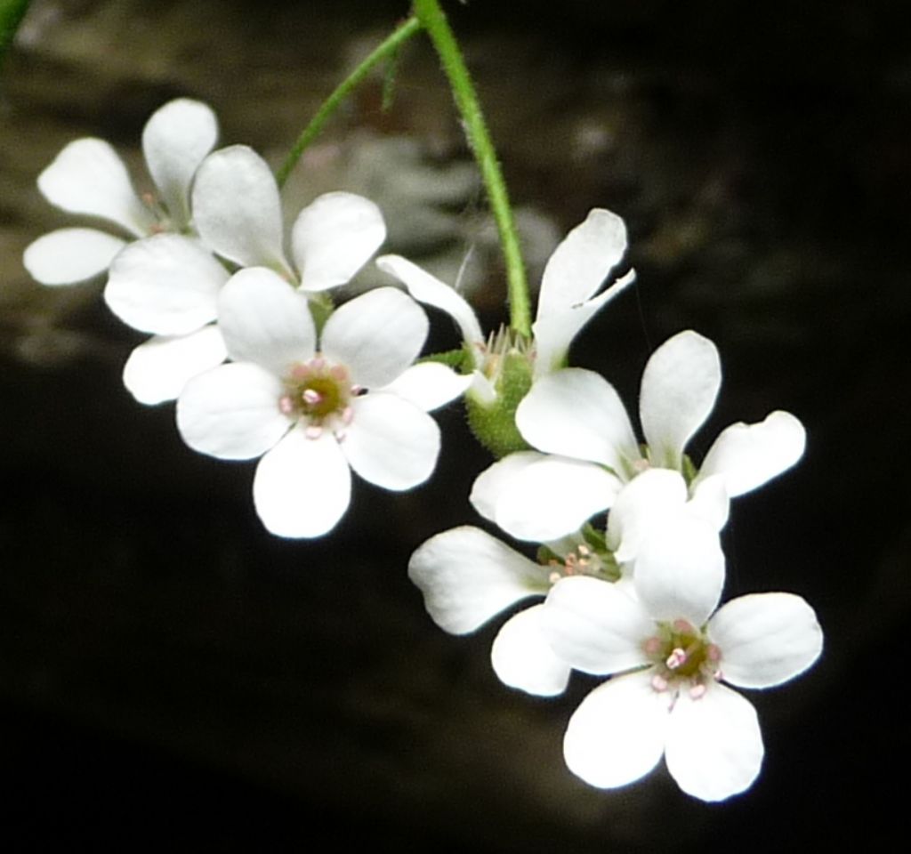 Saxifraga cotyledon / Sassifraga dei graniti