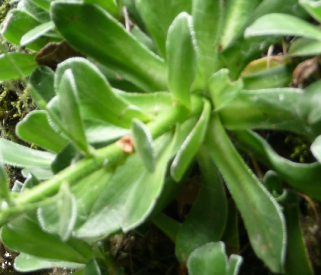 Saxifraga cotyledon / Sassifraga dei graniti