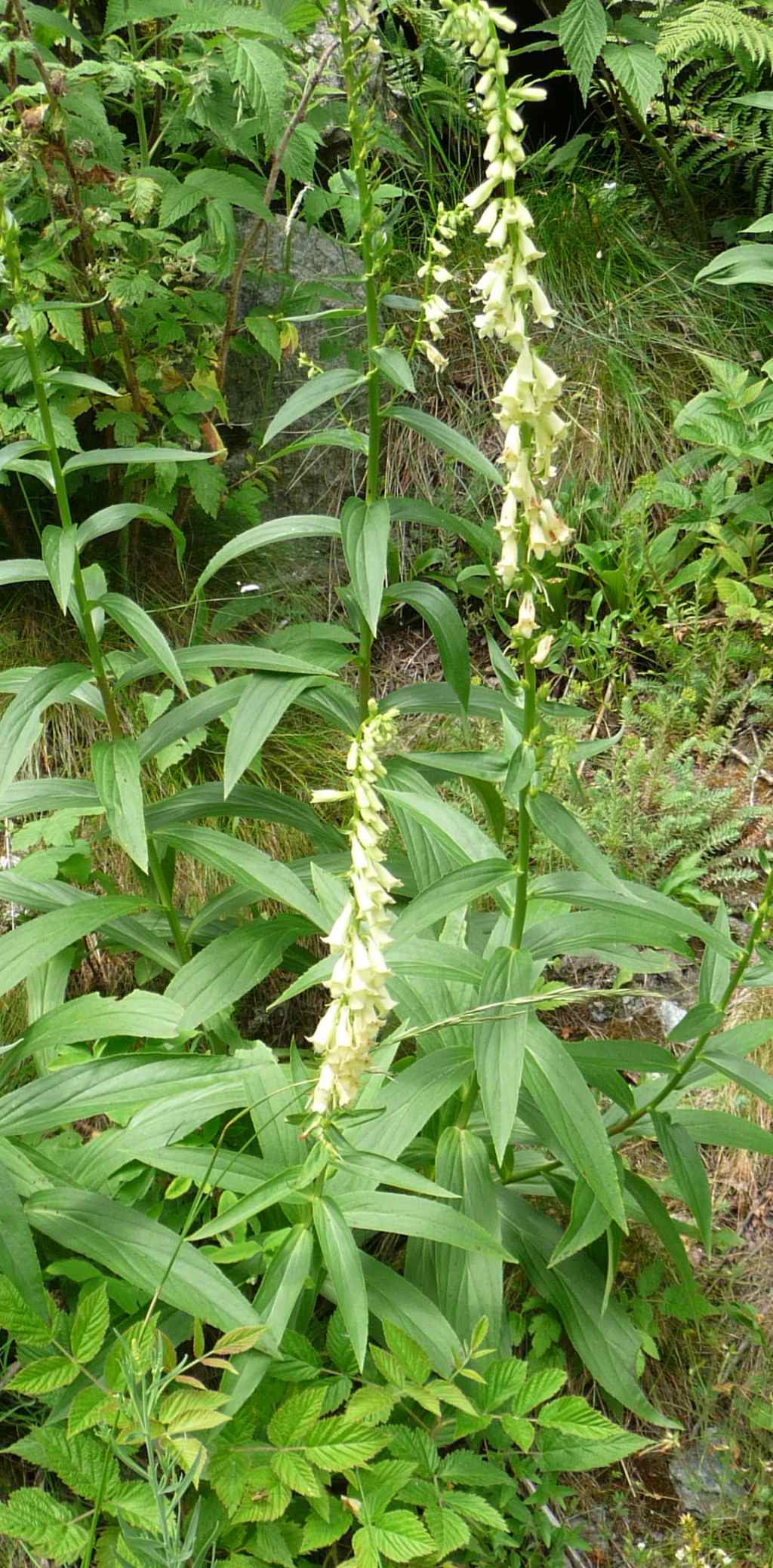 Digitalis lutea