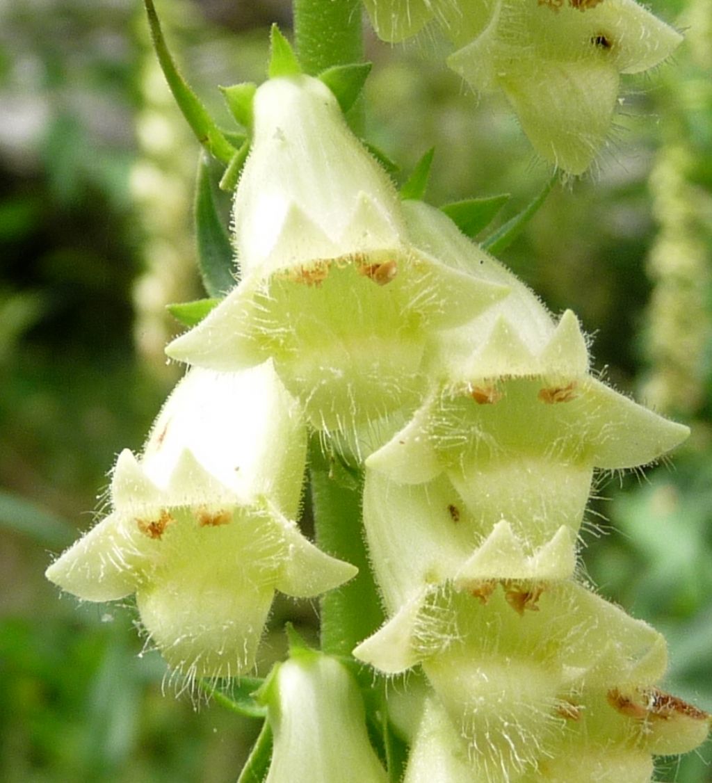 Digitalis lutea