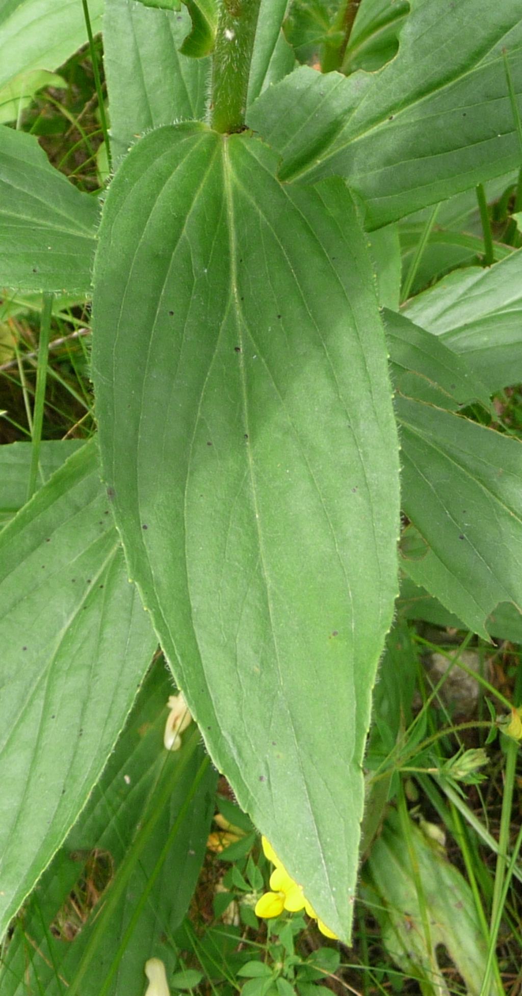 Digitalis lutea