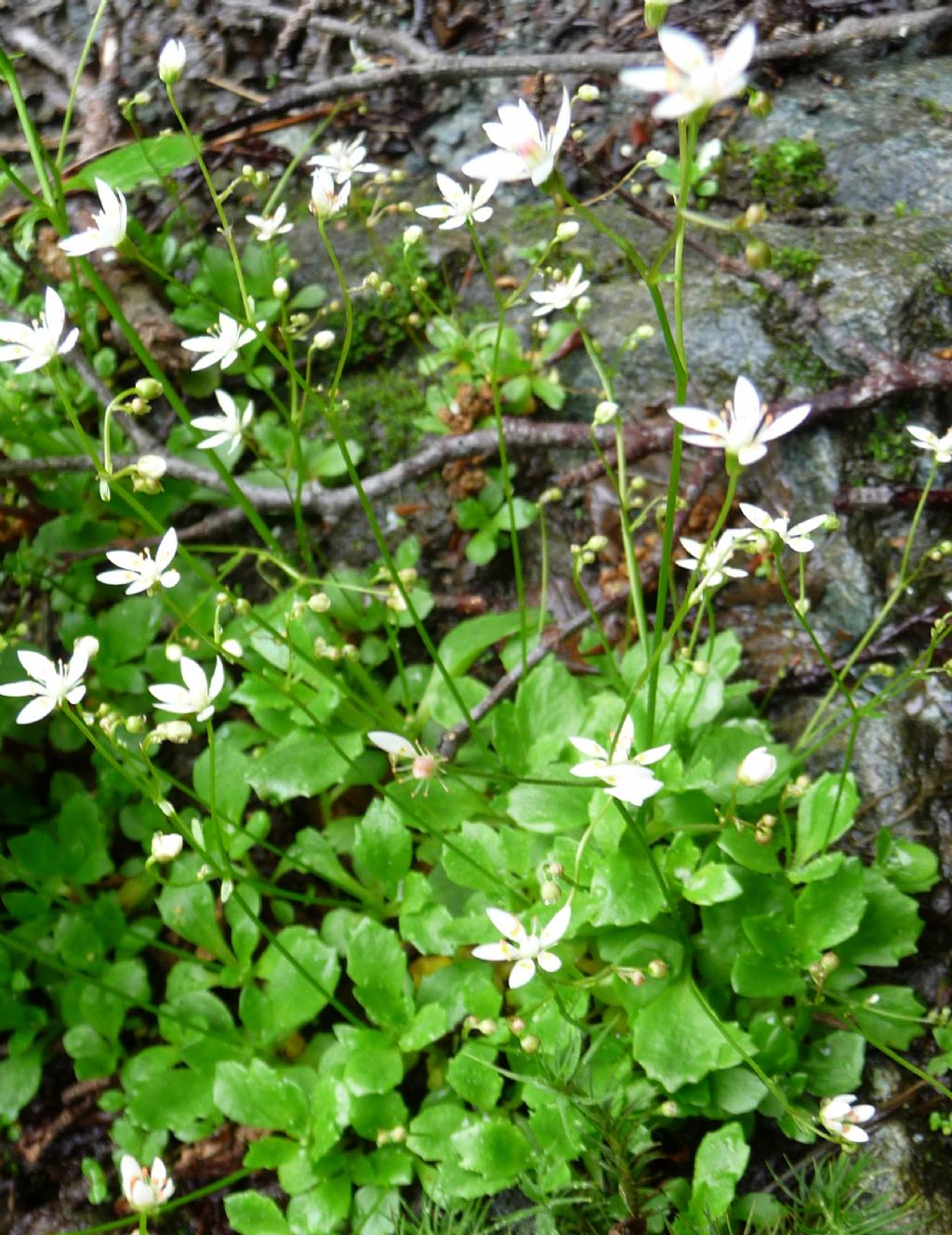 Saxifraga stellaris subsp. engleri