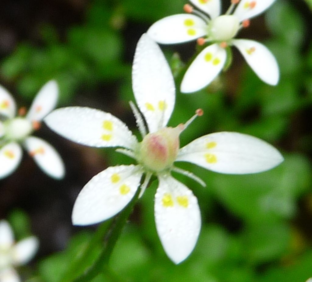 Saxifraga stellaris subsp. engleri