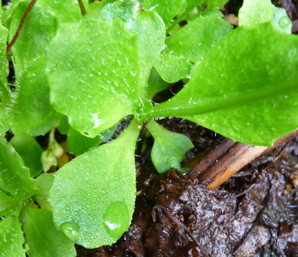 Saxifraga stellaris subsp. engleri