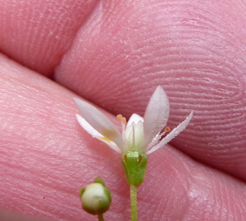 Saxifraga stellaris subsp. engleri