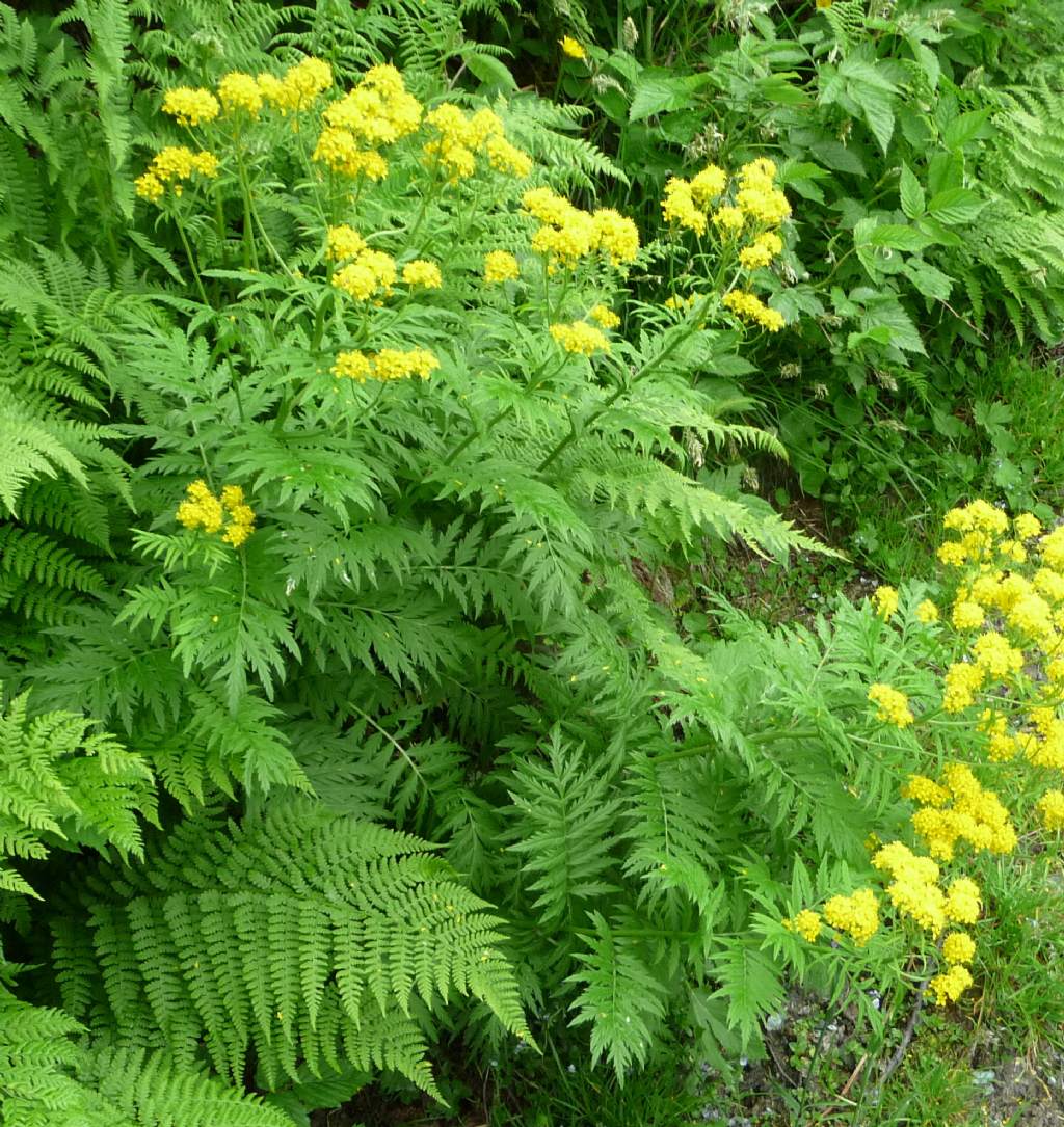 Hugueninia tanacetifolia / Hugueninia comune