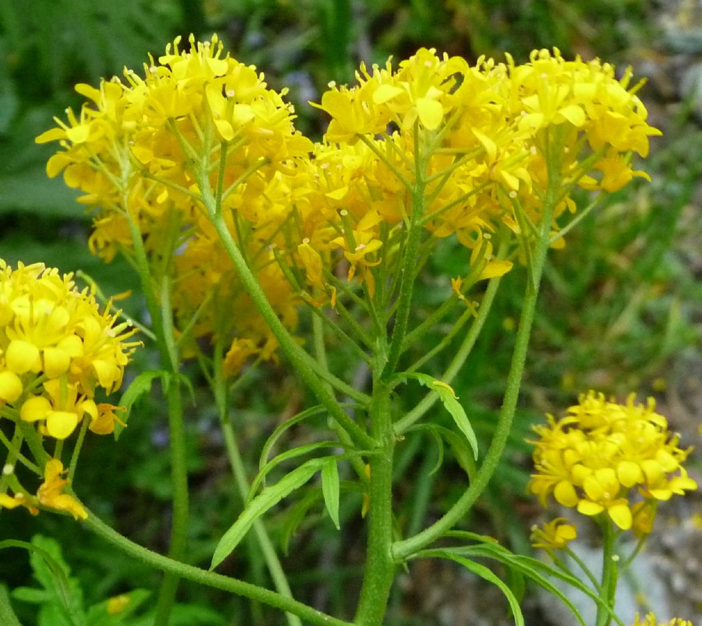 Hugueninia tanacetifolia / Hugueninia comune