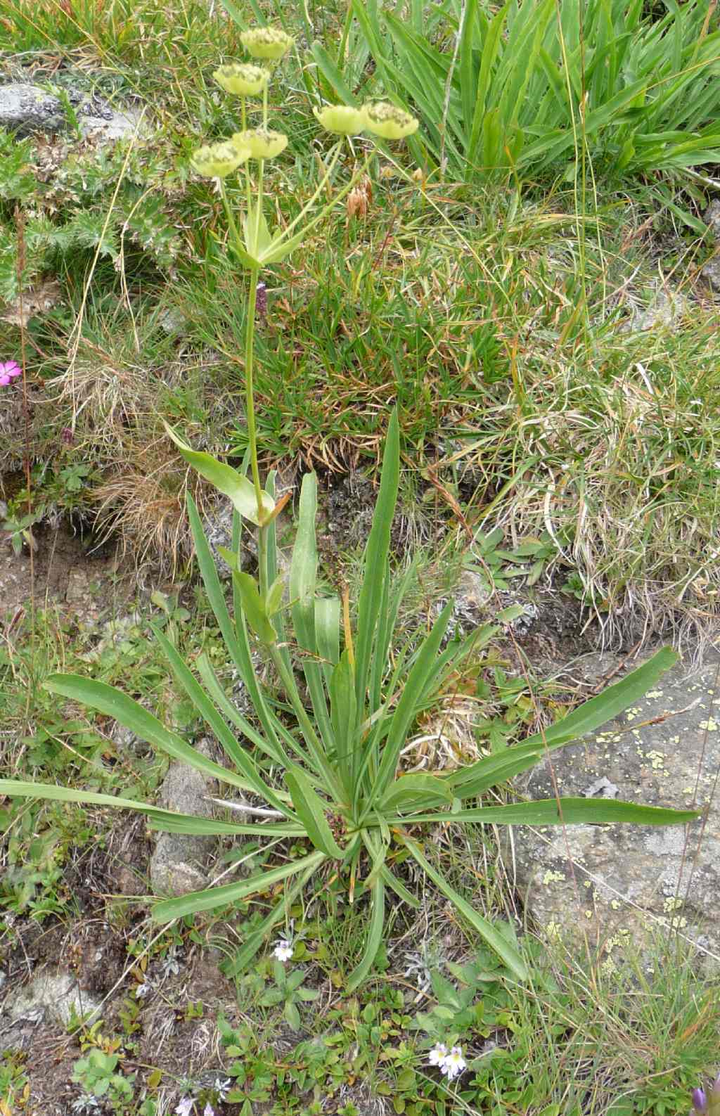 Bupleurum stellatum / Bupleuro stellato