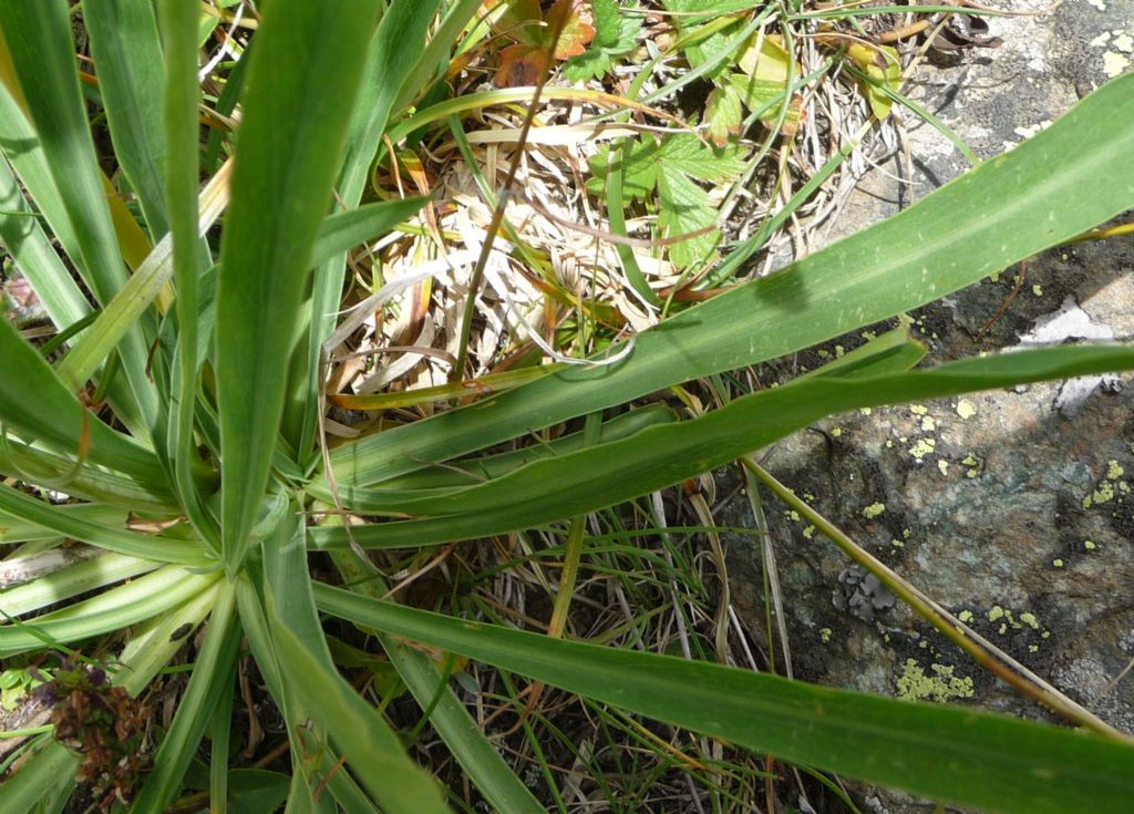 Bupleurum stellatum / Bupleuro stellato