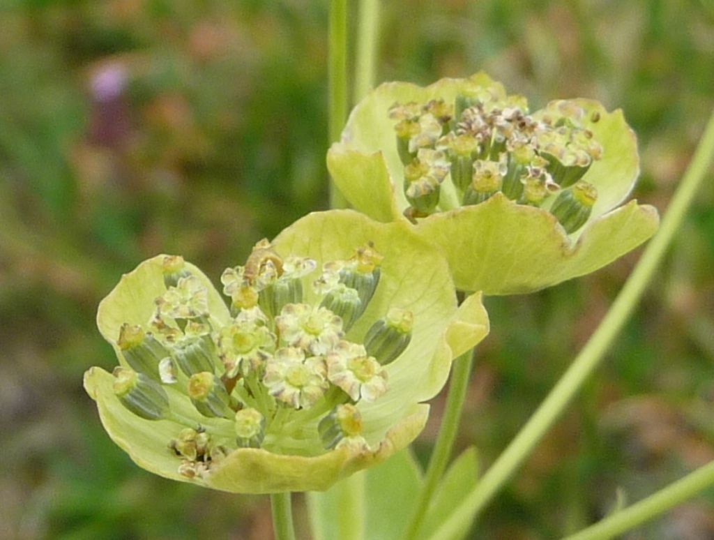 Bupleurum stellatum / Bupleuro stellato