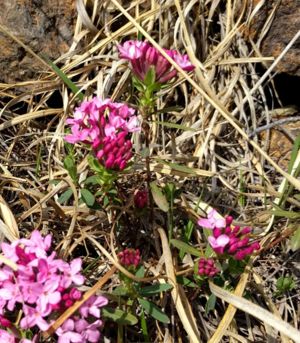 Daphne cneorum (Malvales -Thymelaeaceae)