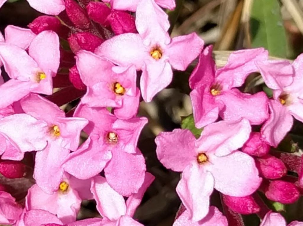 Daphne cneorum (Malvales -Thymelaeaceae)