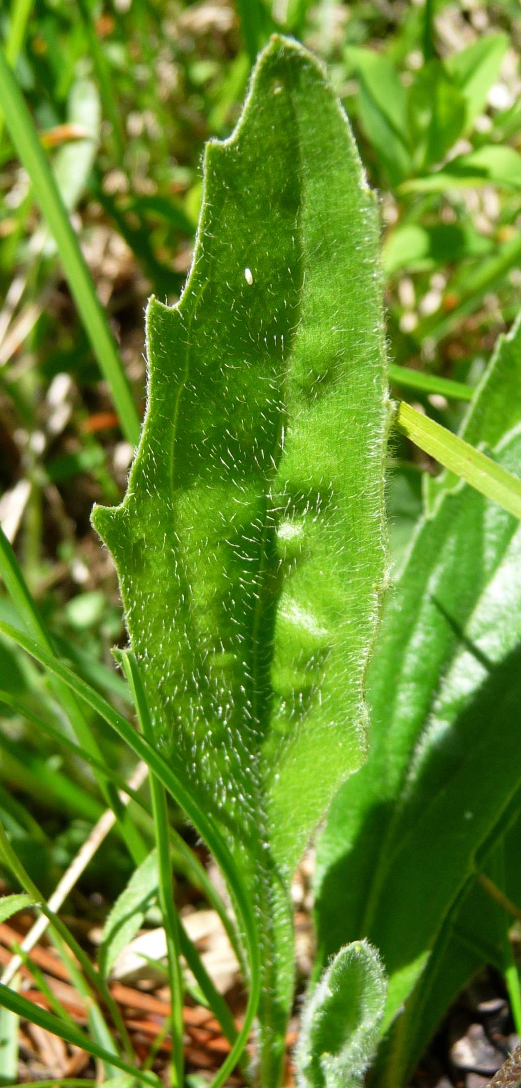 Bellidiastrum michelii