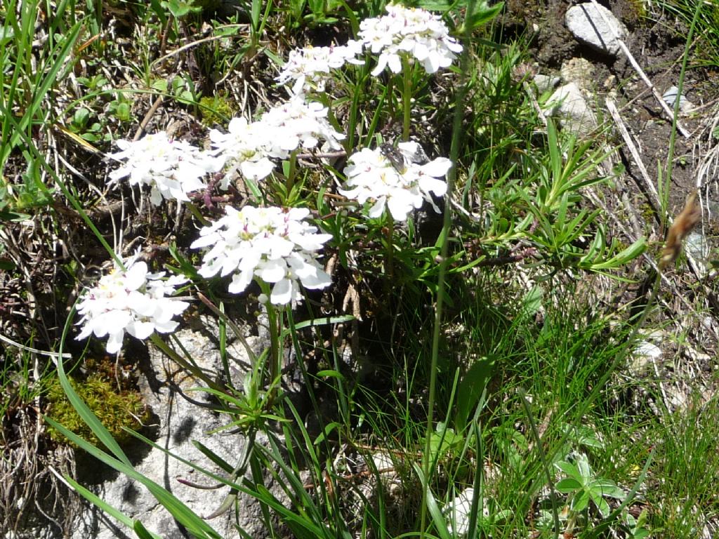 Iberis sempervirens