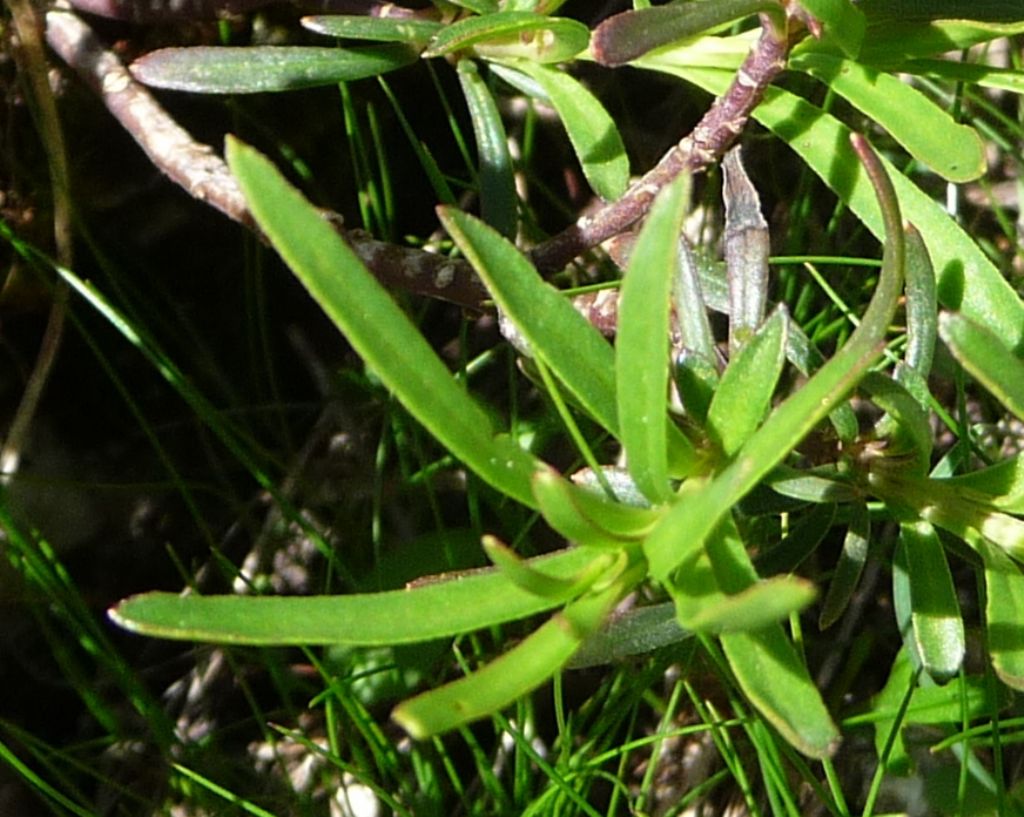 Iberis sempervirens