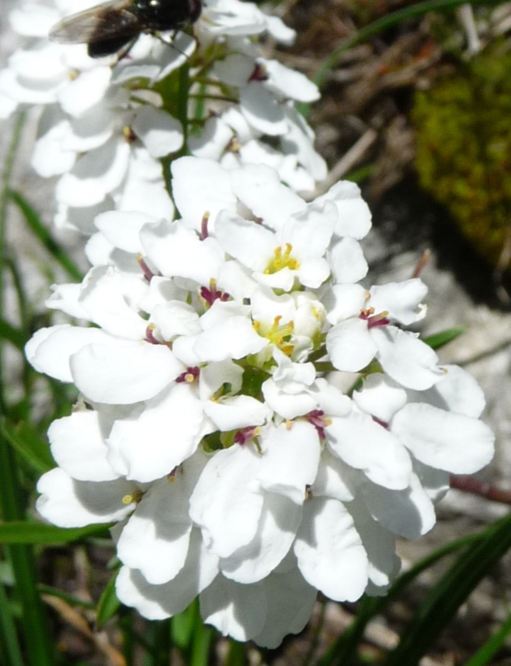 Iberis sempervirens