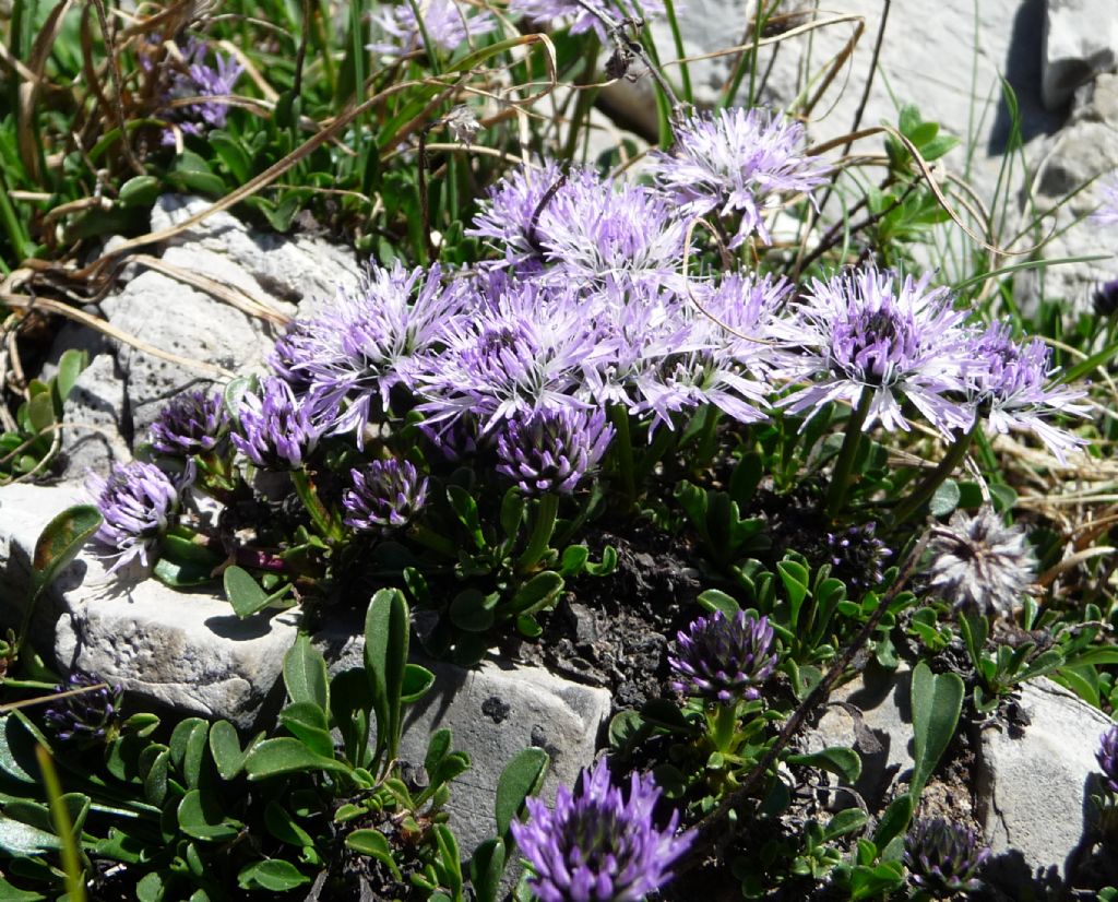 Globularia cordifolia  (Lamiales - Plantaginaceae)