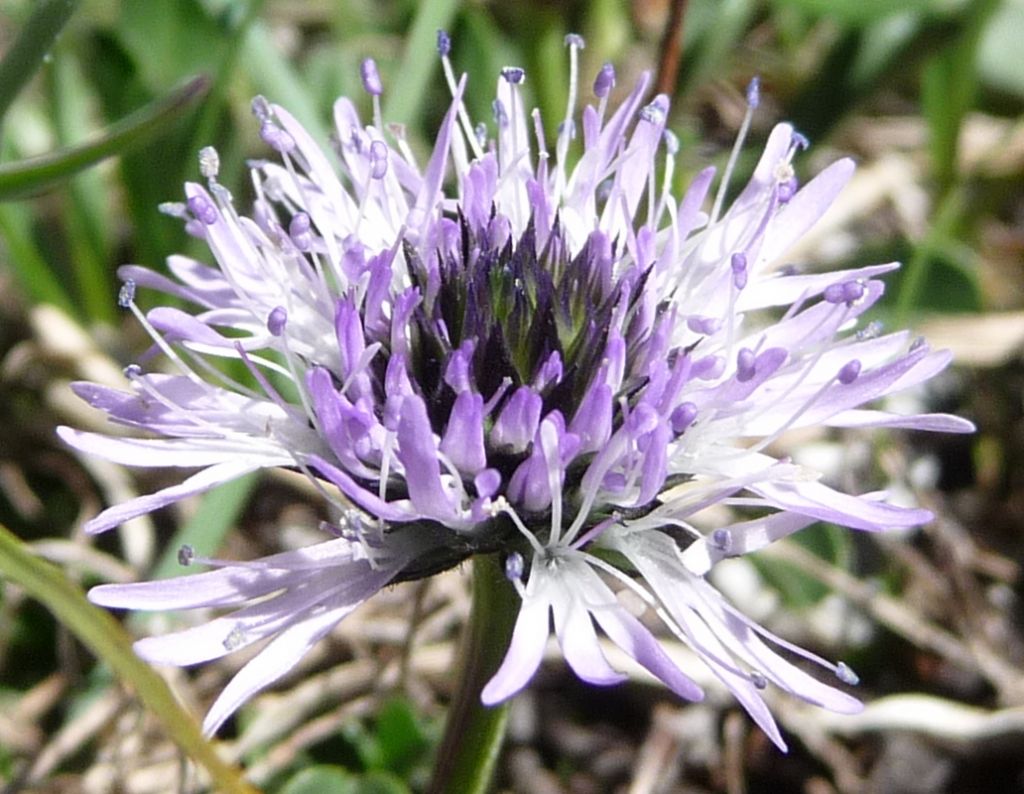 Globularia cordifolia  (Lamiales - Plantaginaceae)