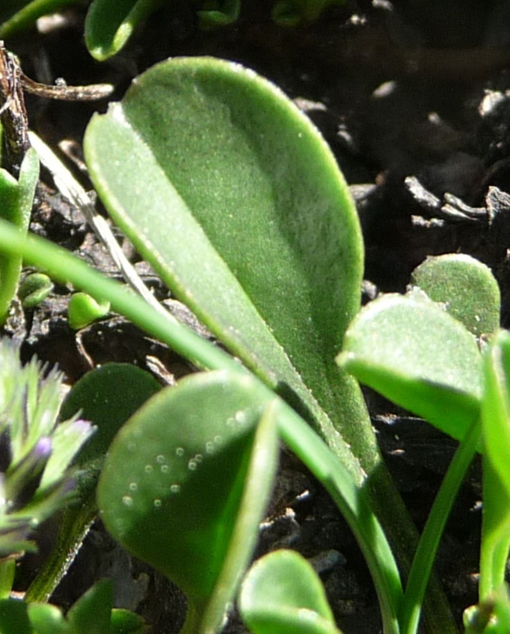 Globularia cordifolia  (Lamiales - Plantaginaceae)