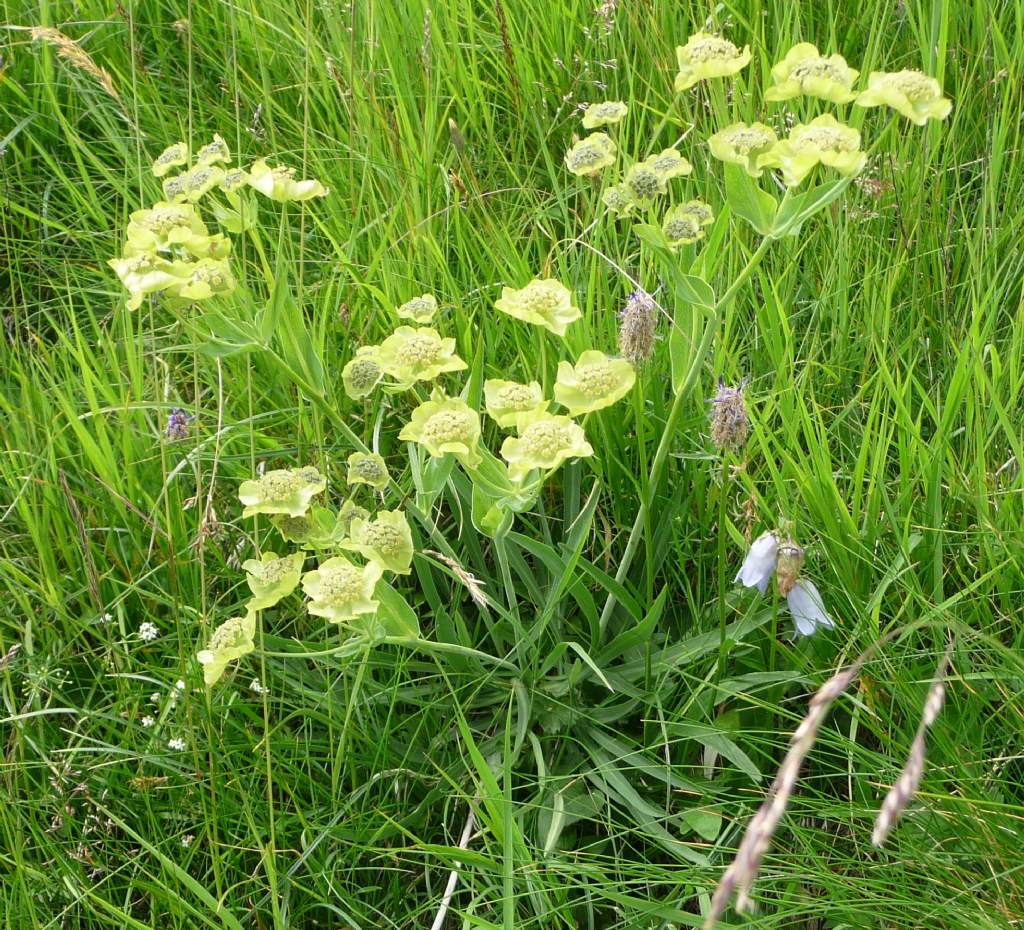 da determinare - Bupleurum cfr. stellatum