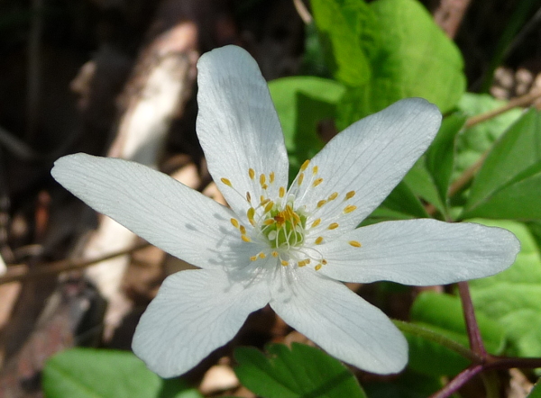 Anemonoides nemorosa