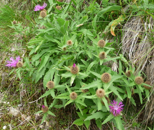 Centaurea nervosa / Fiordaliso alpino
