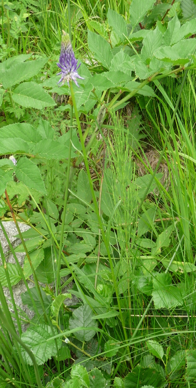 Phyteuma betonicifolium / Raponzolo a foglie di betonica