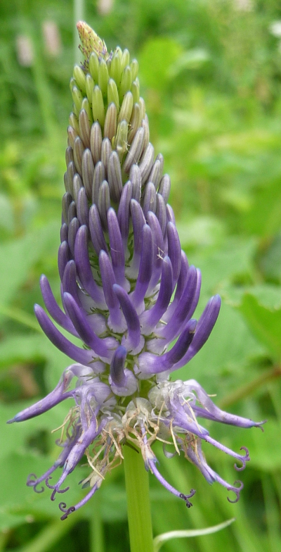 Phyteuma betonicifolium / Raponzolo a foglie di betonica