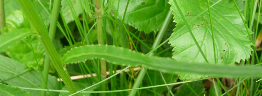 Phyteuma betonicifolium / Raponzolo a foglie di betonica