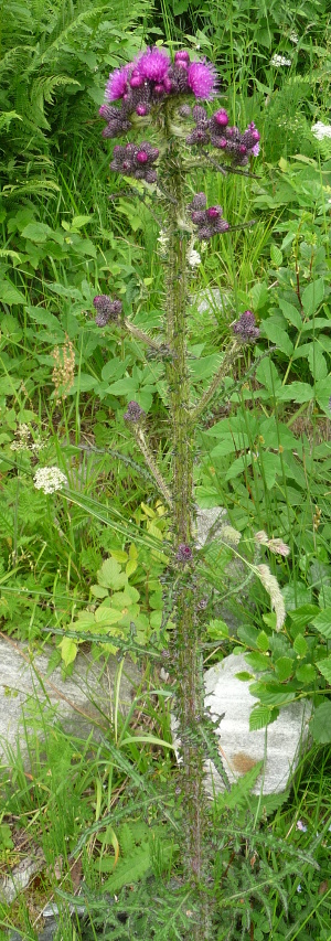 Cirsium palustre / Cardo di palude