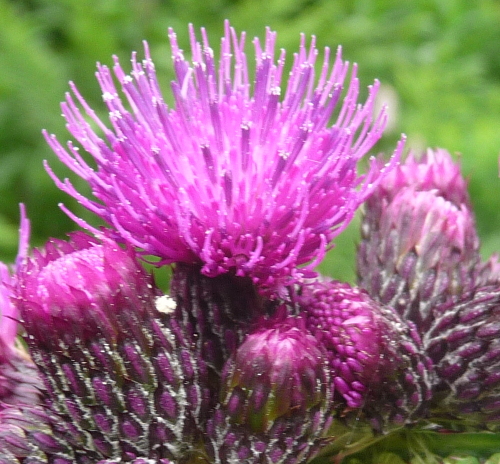 Cirsium palustre / Cardo di palude