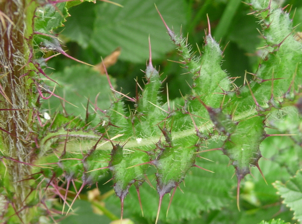 Cirsium palustre / Cardo di palude