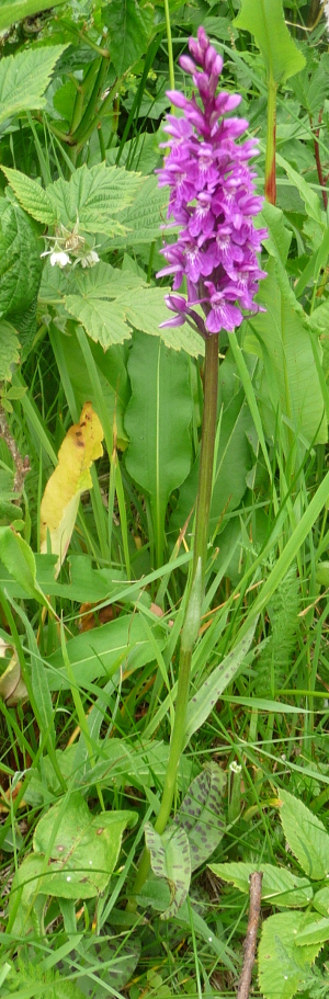 Dactylorhiza maculata ?