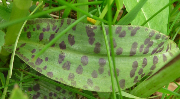 Dactylorhiza maculata ?