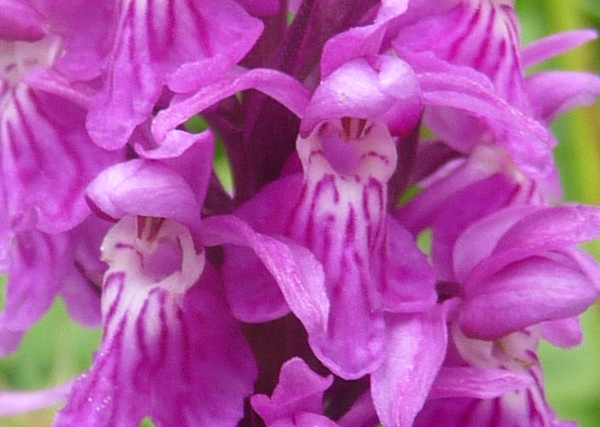 Dactylorhiza maculata ?