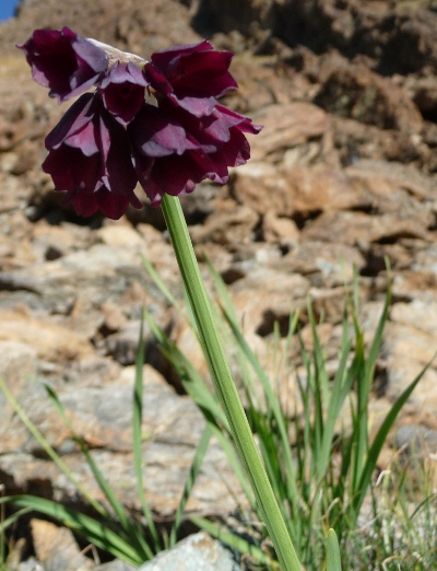 Allium narcissiflorum / Aglio piemontese