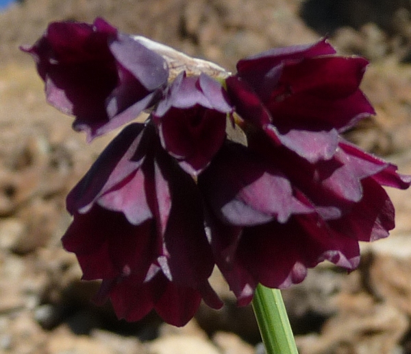 Allium narcissiflorum / Aglio piemontese