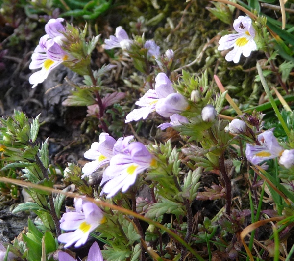 da determinare -  Euphrasia sp.