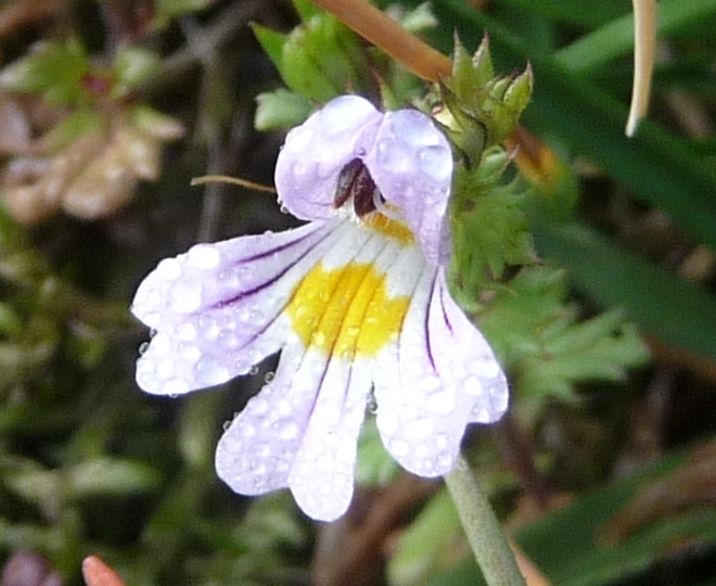 da determinare -  Euphrasia sp.