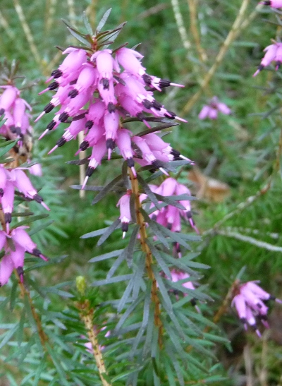 Erica carnea