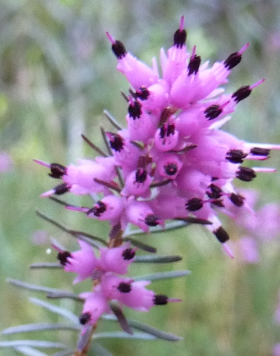 Erica carnea