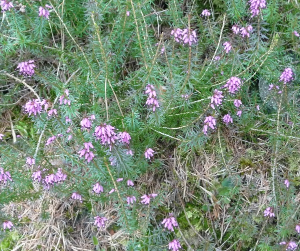 Erica carnea