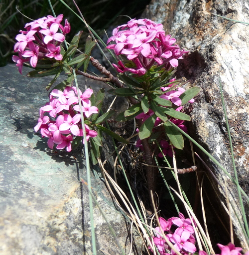 Daphne cneorum